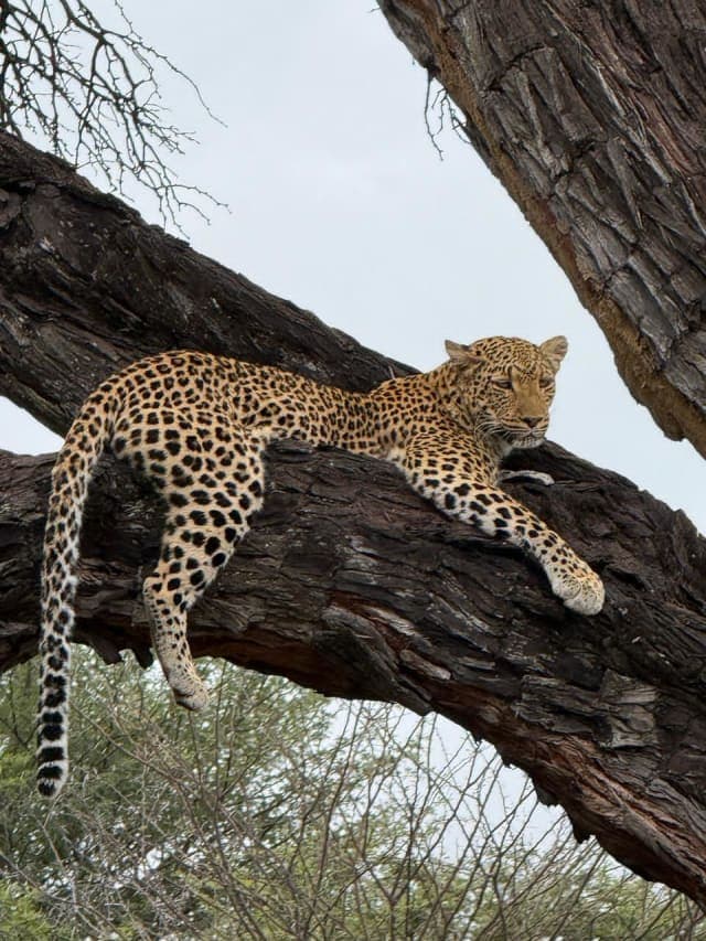 7-Day Botswana Magic & Majestic Victoria Falls