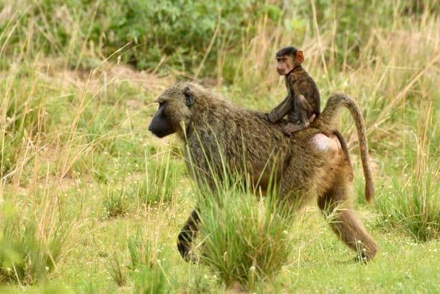 7-Day Rwanda Golden Monkey and Uganda Gorilla Trekking
