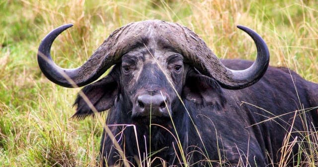 7-Day Highlights of Kenya Safari Experience on Budget