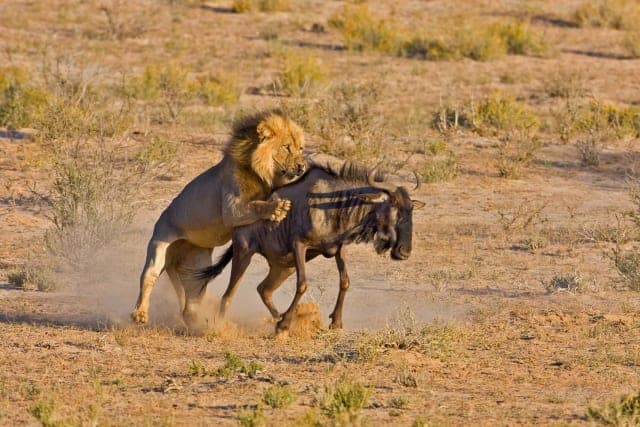 5-Day Northern Tanzania Private Safari Adventure