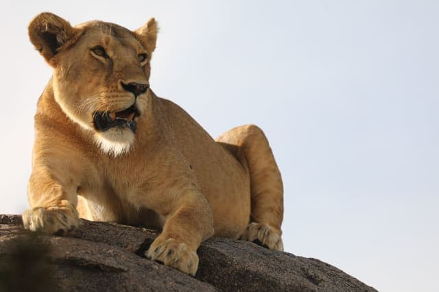 5-Day Tanzania Ndutu Migration Safari