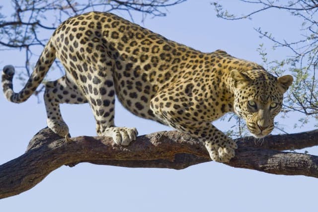 5-Day Romantic Tanzania Safari: Tarangire, Ngorongoro & Serengeti