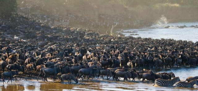 4-Day Private Kogatende Migration Safari: Northern Serengeti &