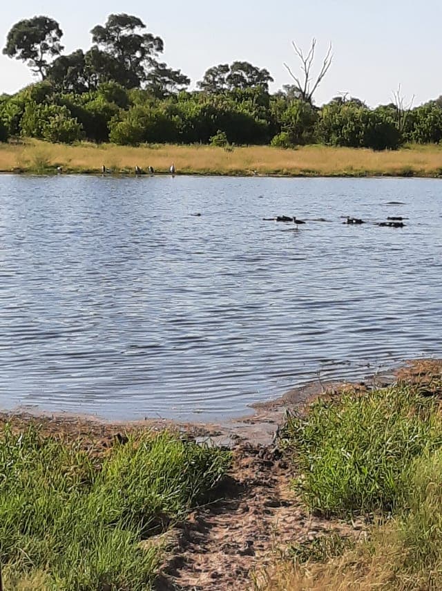 14-Day Botswana Safari: Savuti, Chobe & Moremi