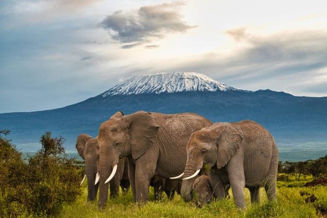 11-Day Kenya Safari & Double Gorilla Trekking