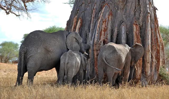 10-Day Kenya & Tanzania Luxury Safari
