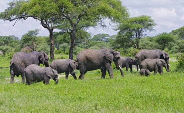4-Day Lake Manyara & Ngorongoro Crater Safari