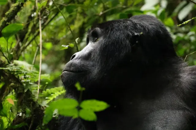 6-Day Exclusive Rwanda-Uganda Gorilla trekking Safari