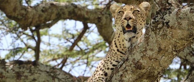 3-Day Ndutu Calving Season & Ngorongoro Crater Safari