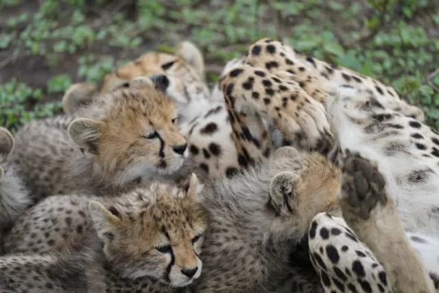 4-Day Journey Through the Wild