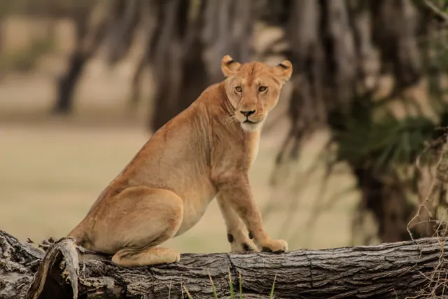 1-Day Trip to Mikumi National Park – Flying Safari