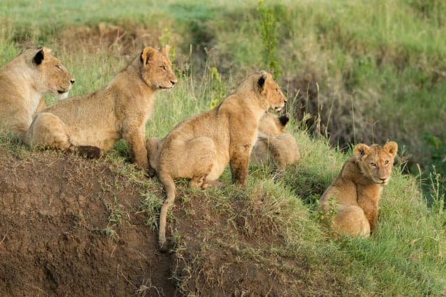 10-Day Tanzania Northern Circuit Safari