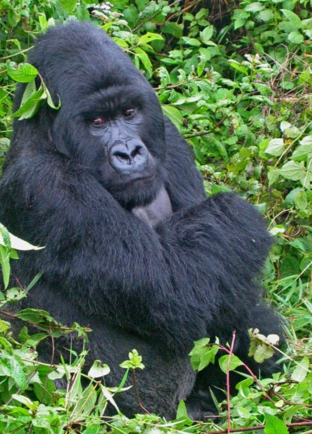 3-Day Gorilla Trekking Safari from Kigali, Rwanda