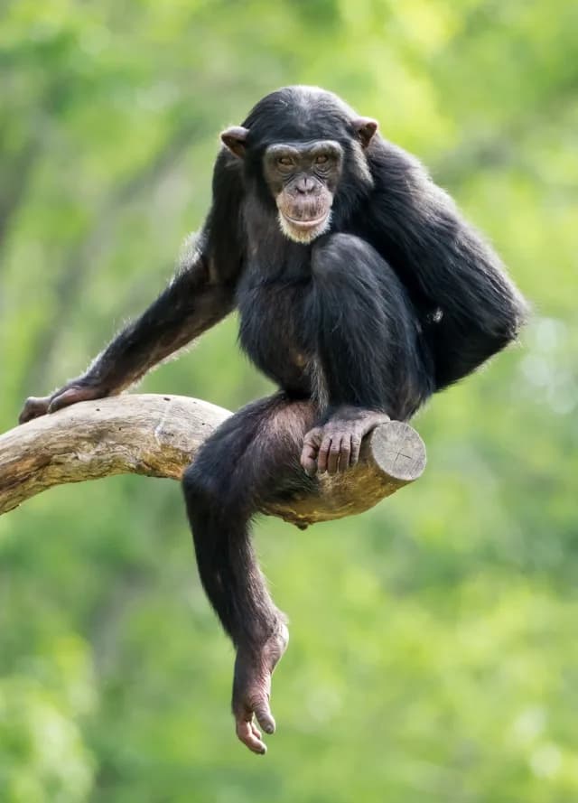 3-Day Gorilla and Chimpanzee Trek in Rwanda from Kigali