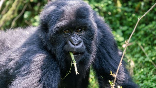 4-Day Uganda Gorilla, Chimpanzee and Wildlife Safari