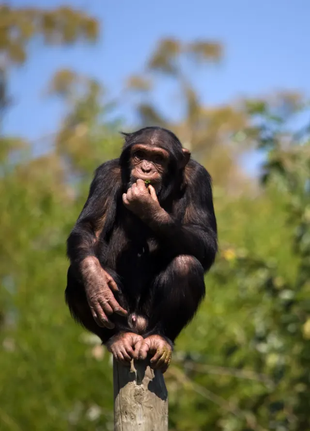 5-Day Gorilla and Chimpanzee Trekking Safari Tour Uganda