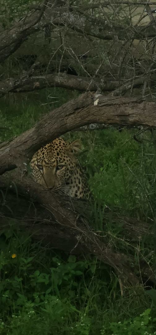 5-Day Serengeti Wildlife Adventure