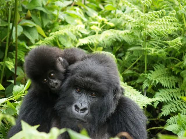 11-Day Ultimate Uganda Gorilla, Chimp and Big 5 Safari