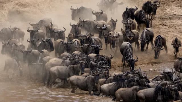 24-Day Uganda, Serengeti and Zanzibar Grand Safari