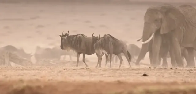 4-Day Tanzania Mid-Range Safari