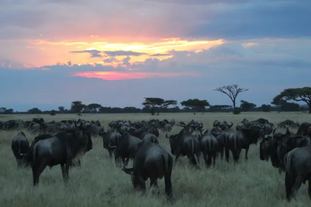 4-Day Tanzania Safari: Ngorongoro Crater & Serengeti with Fly-Out