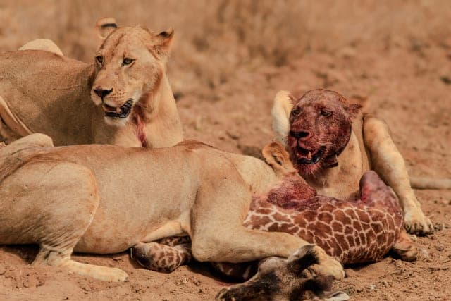 5-Day Exclusive Private Safari – Nyerere & Mikumi