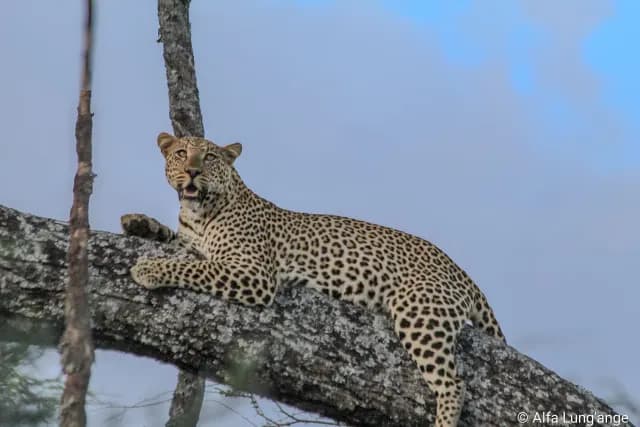 2-Day Amazing Safari Mikumi NP and Maasai Culture