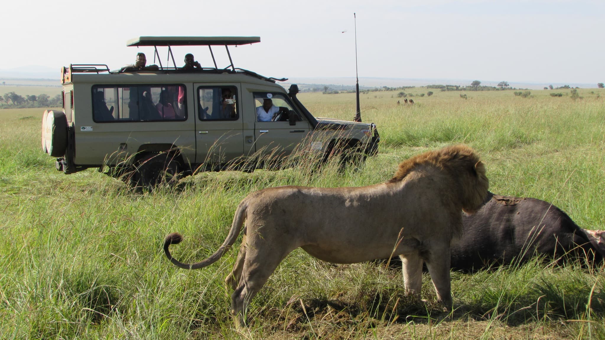 10-Day Affordable Kenya Tanzania Safari Masai Mara, Lake Nakuru, Amboseli, Serengeti and Ngorongoro Crater...