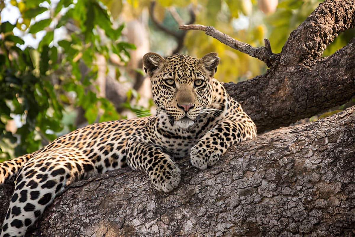 PANGOLIN TRAVELERS EXPEDITION