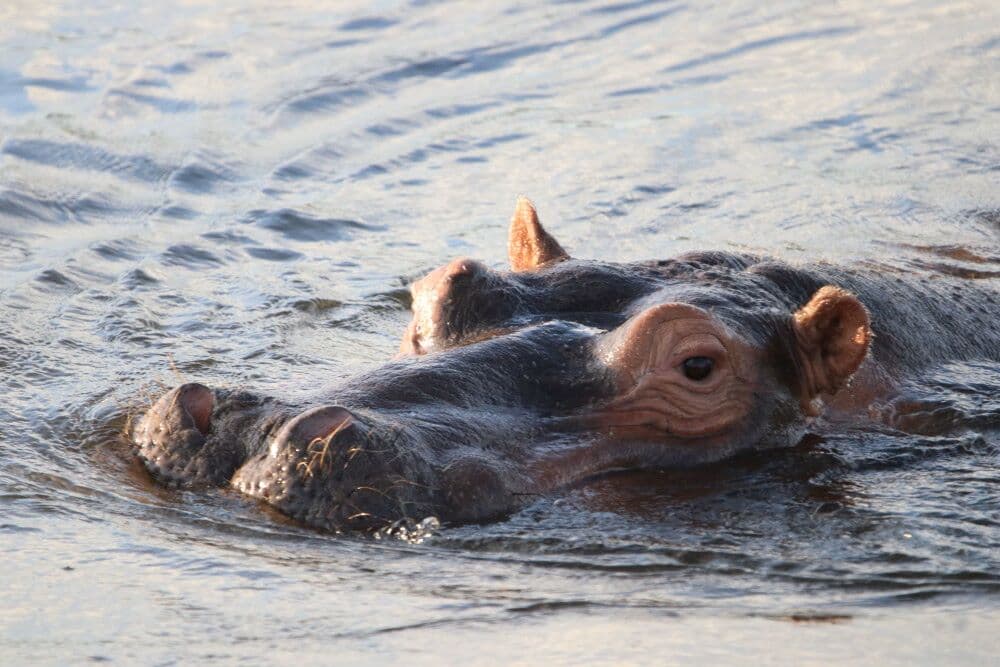 7-Day Zambia, Botswana & Victoria Falls Safari