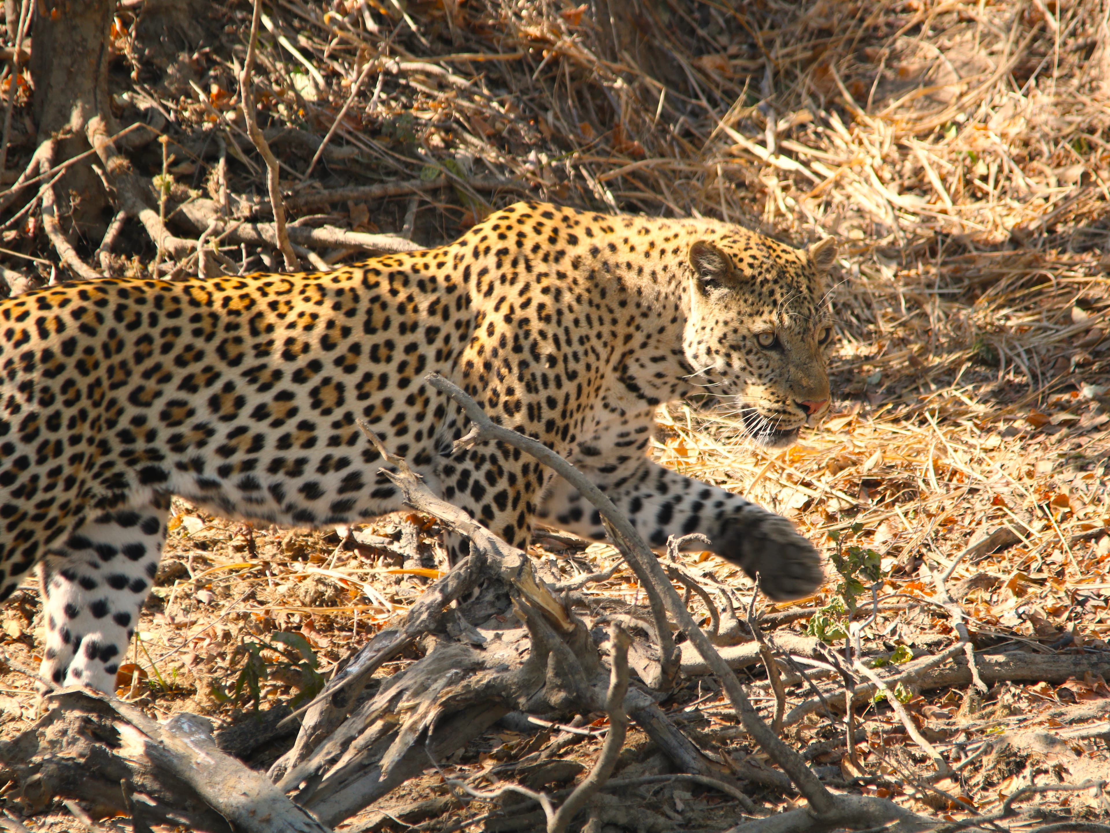 6-Day Kafue National Park