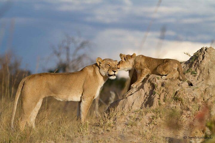 5-Day Victoria Falls, Hwange & Chobe Safari