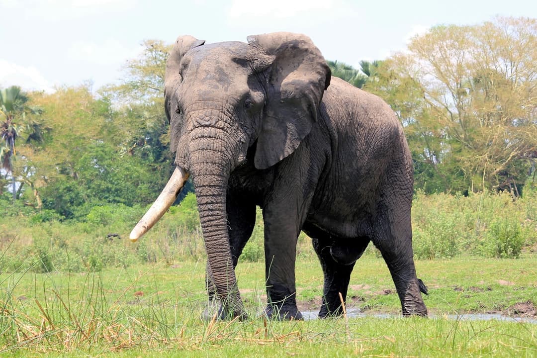 Malawi Safari Packages 2026: Compare Parks & Operators