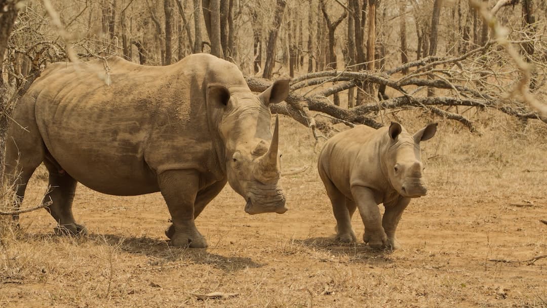 Eswatini Safari Parks: Entry Fees & Wildlife Map 2026