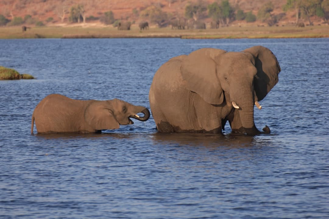 Botswana Safari Companies: Top 10 Operators Ranked 2026