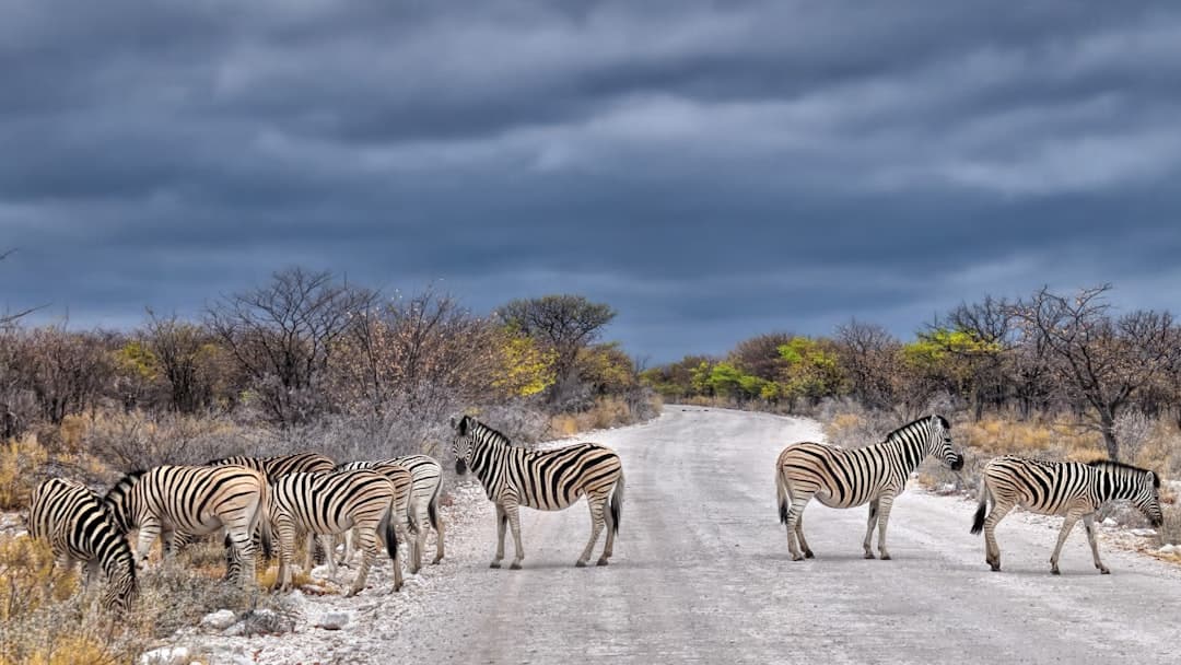 Namibia Safari Cost 2026: Real Prices by Park & Season
